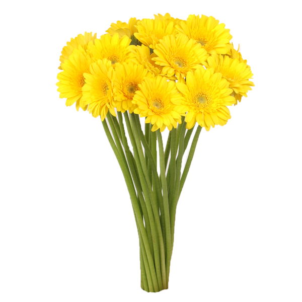 Germini jaune (20 tiges)