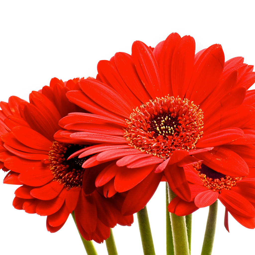 Germini rouge (25 tiges)