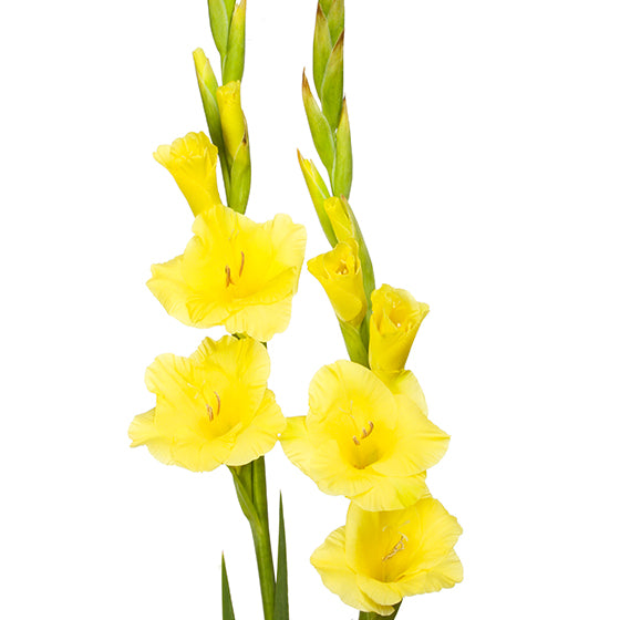 Glaïeul jaune (10 tiges)