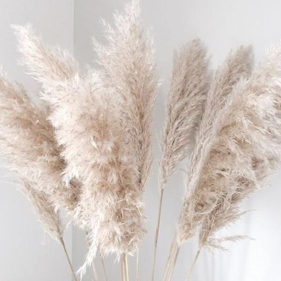 Herbes de Pampa (3 tiges)