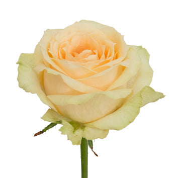 Rose Magic Avalanche (10 tiges)