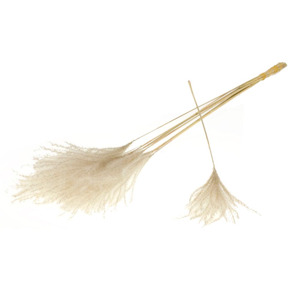 Miscanthus naturel (10 tiges)