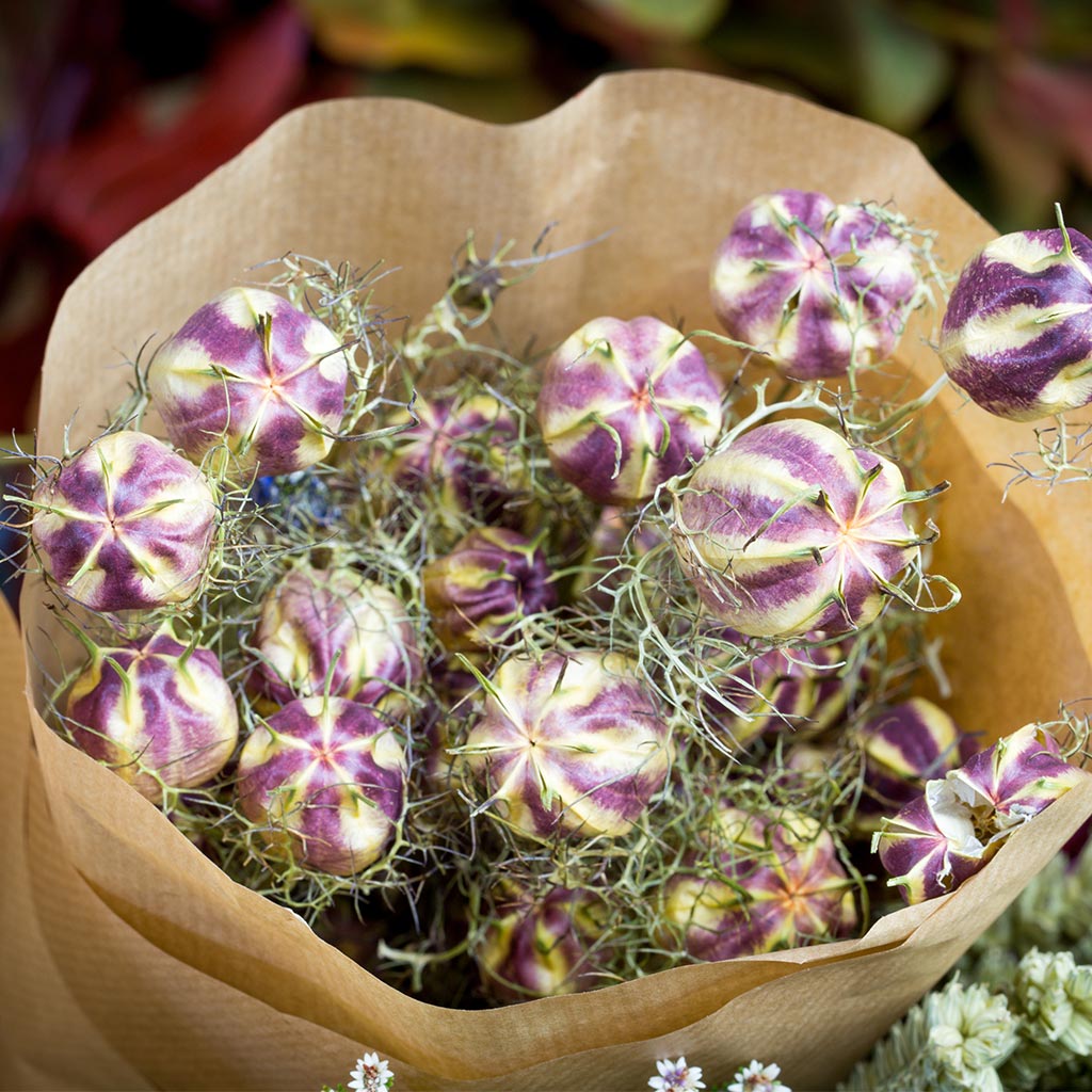 Nigelle séchée (100g)
