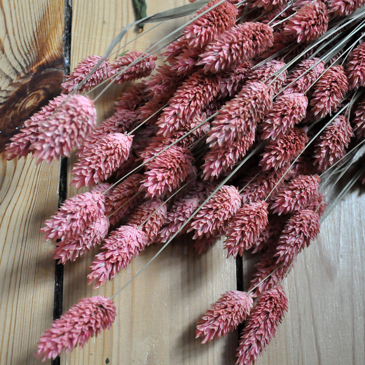 Phalaris séché rose