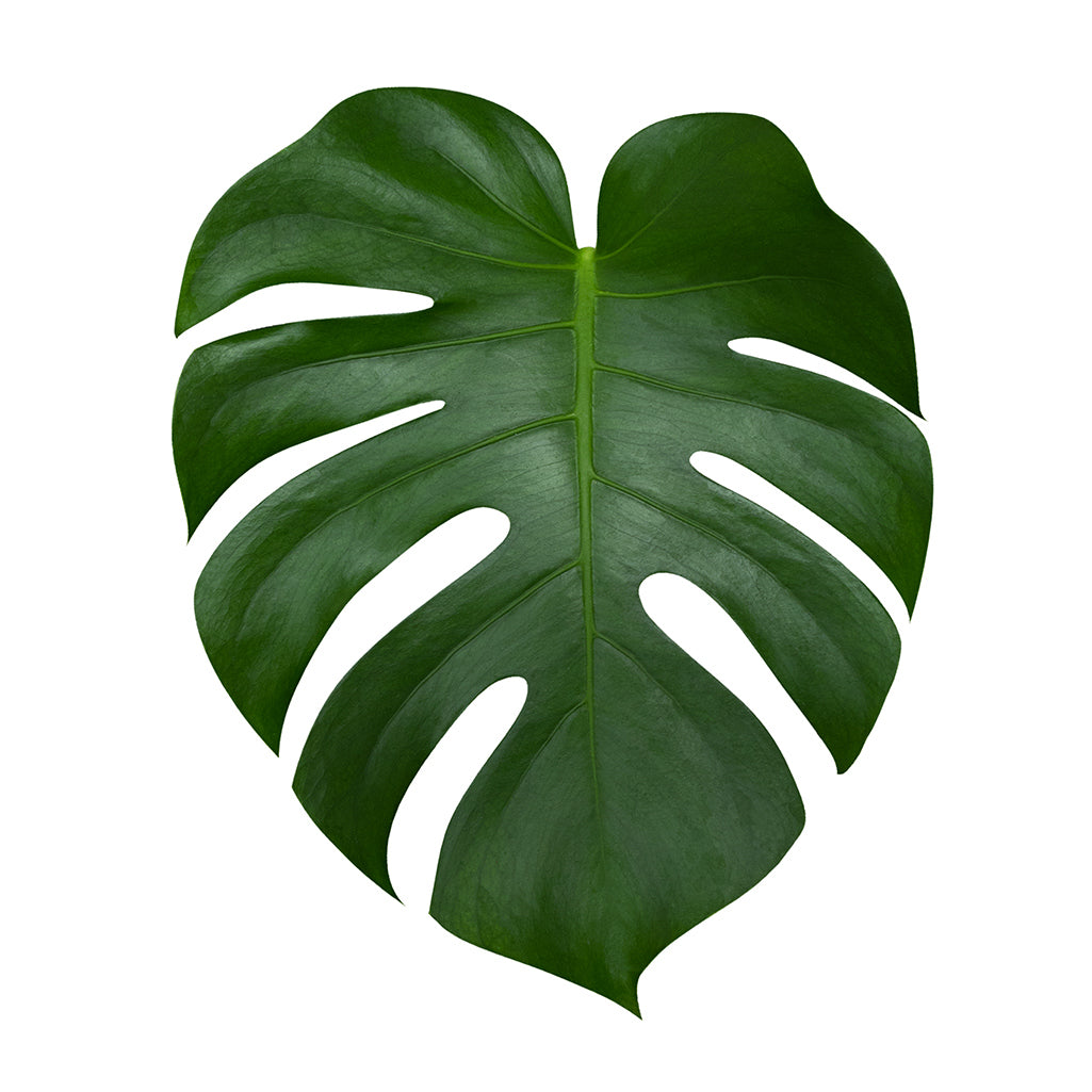 feuille de philodendron Philodendron Monstera (10 tiges)