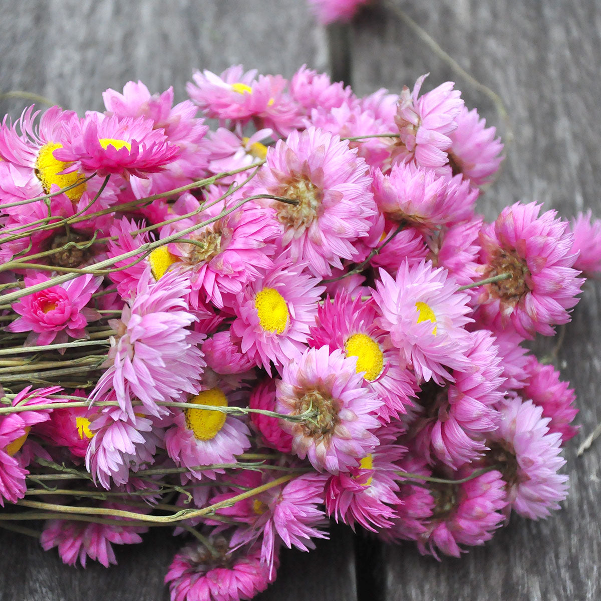 Rhodanthe séchée rose - Fleurs séchées