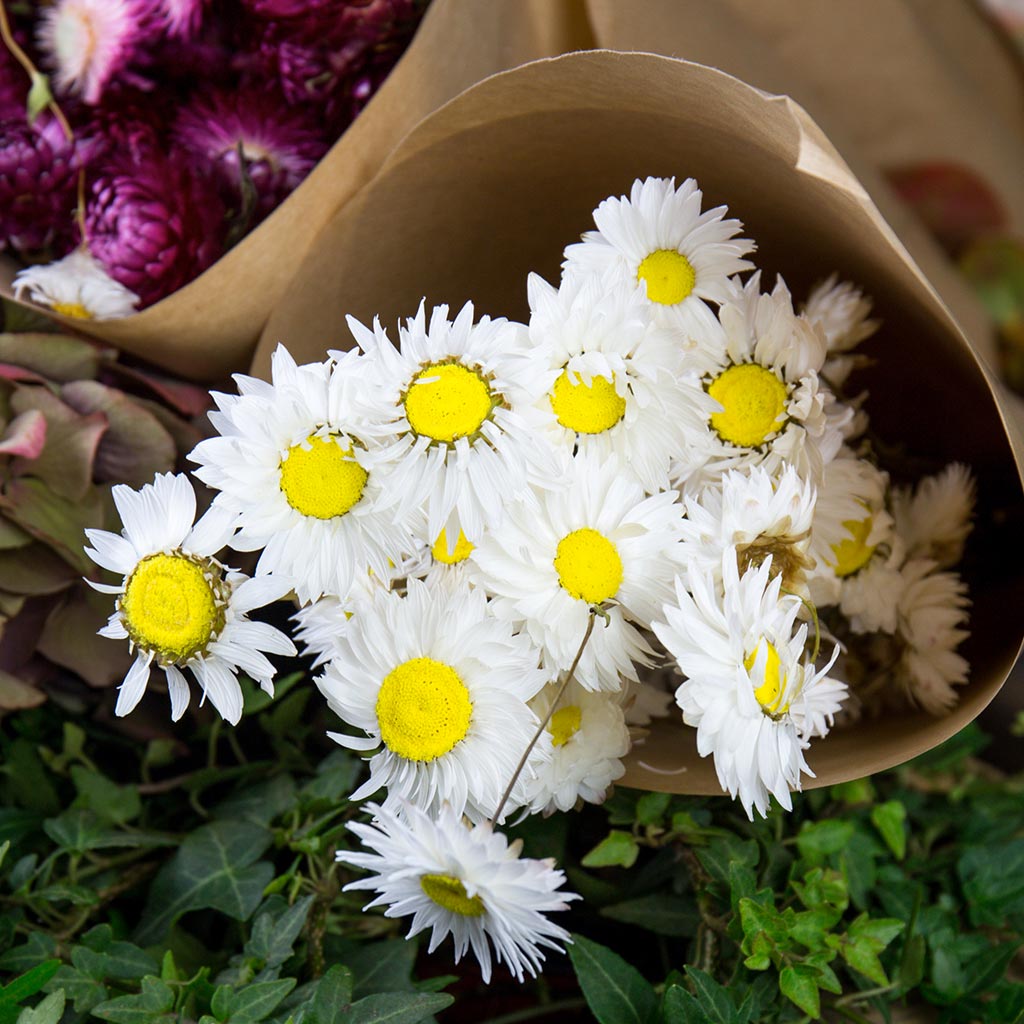 Rhodanthe séchée blanc (75g)