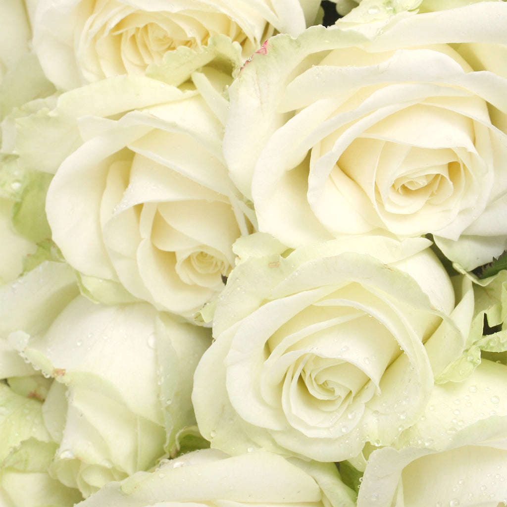 Rose Avalanche (10 tiges)