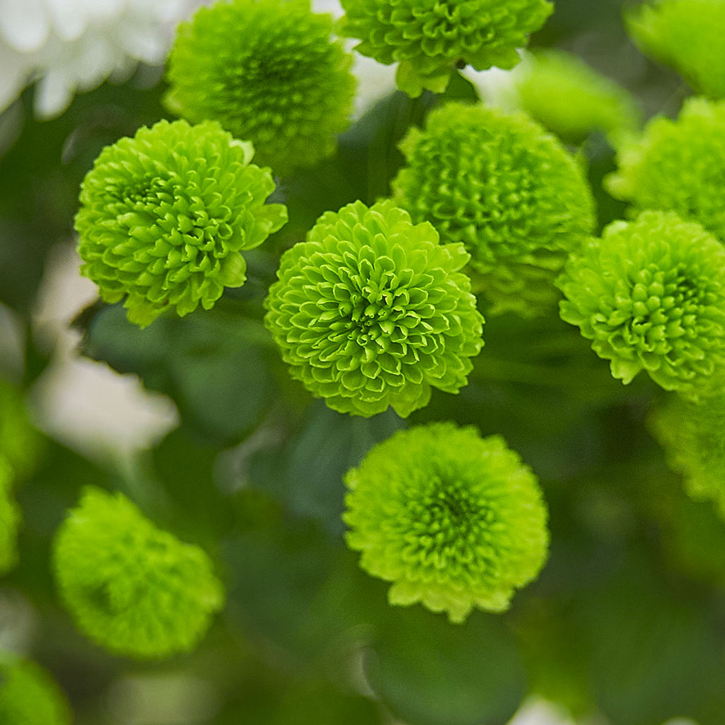 Santini vert (10 tiges)