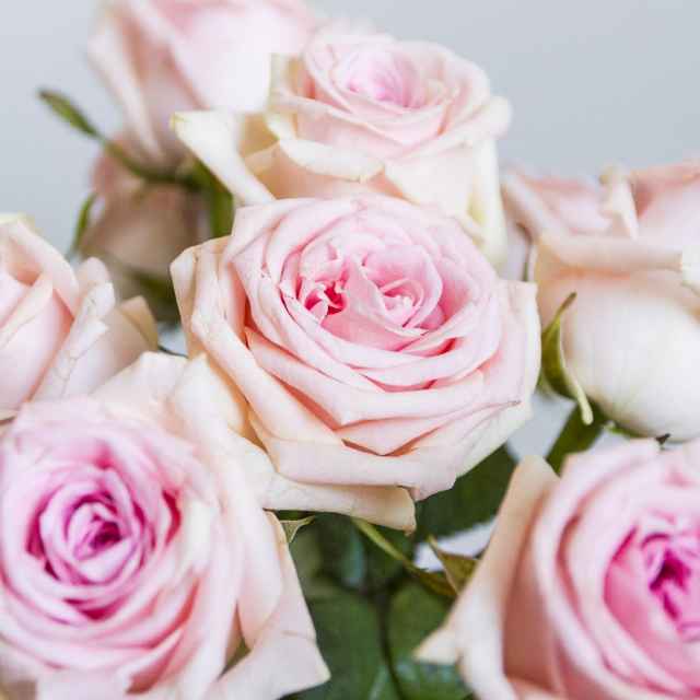 Roses Sweet Dolomiti (10 tiges)