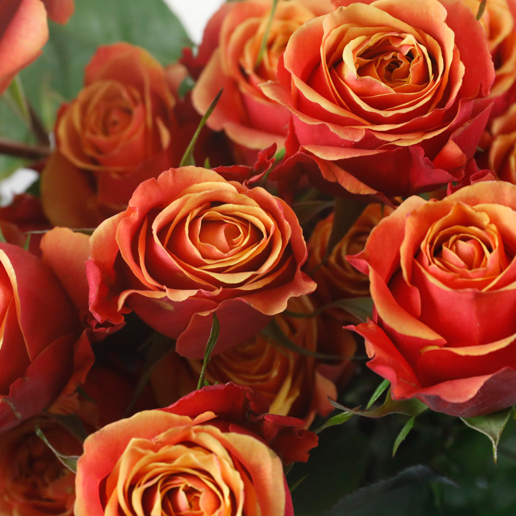 Rose Cherry Brandy (10 tiges)