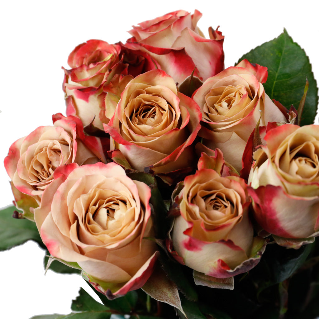 Rose Capuccino (10 tiges)