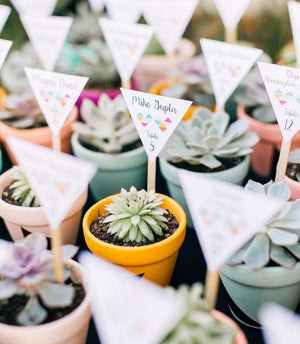 Les succulentes, le cadeau du moment à offrir à vos invités en souvenir de votre mariage