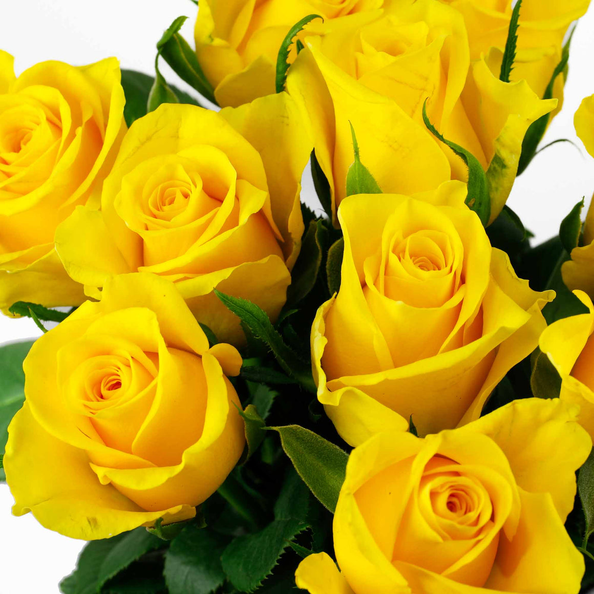 Rose jaune (10 tiges)