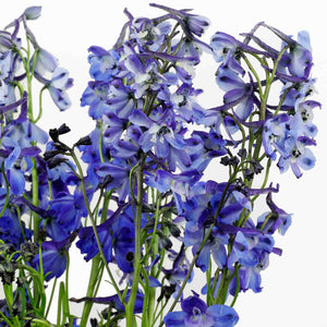 Delphinium bleu (10 tiges)