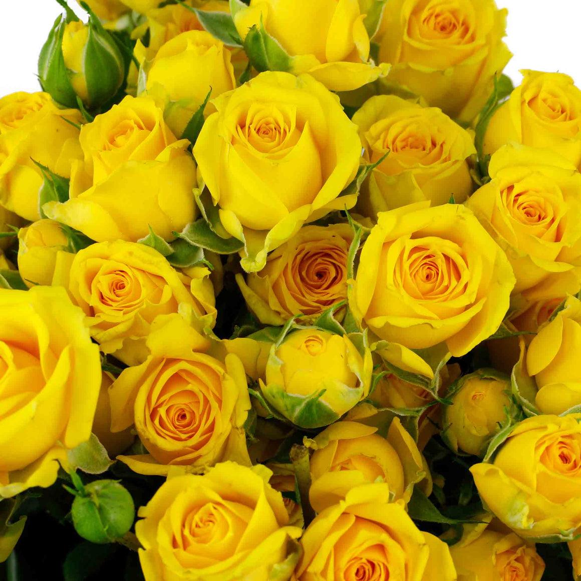 Rose branchue jaune (10 tiges)