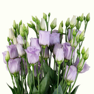 Lisianthus parme (10 tiges)