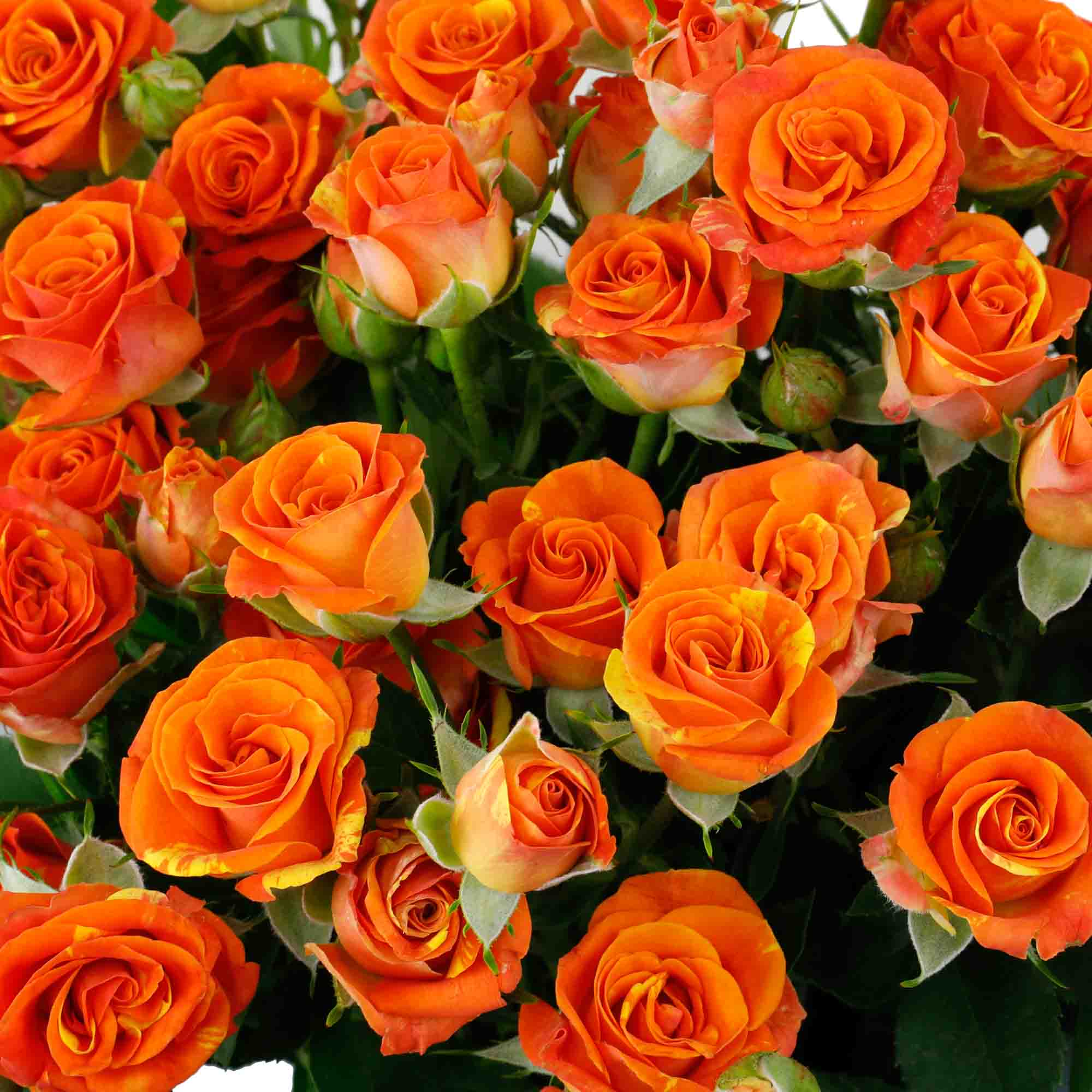 Organe Roses Rose branchue orange (10 tiges) - Atelier Rose Pivoine