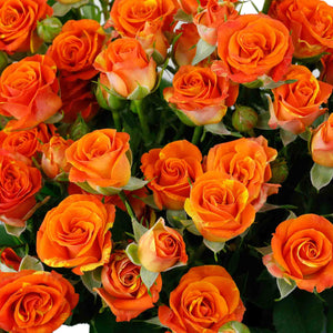 Rose branchue orange (10 tiges)