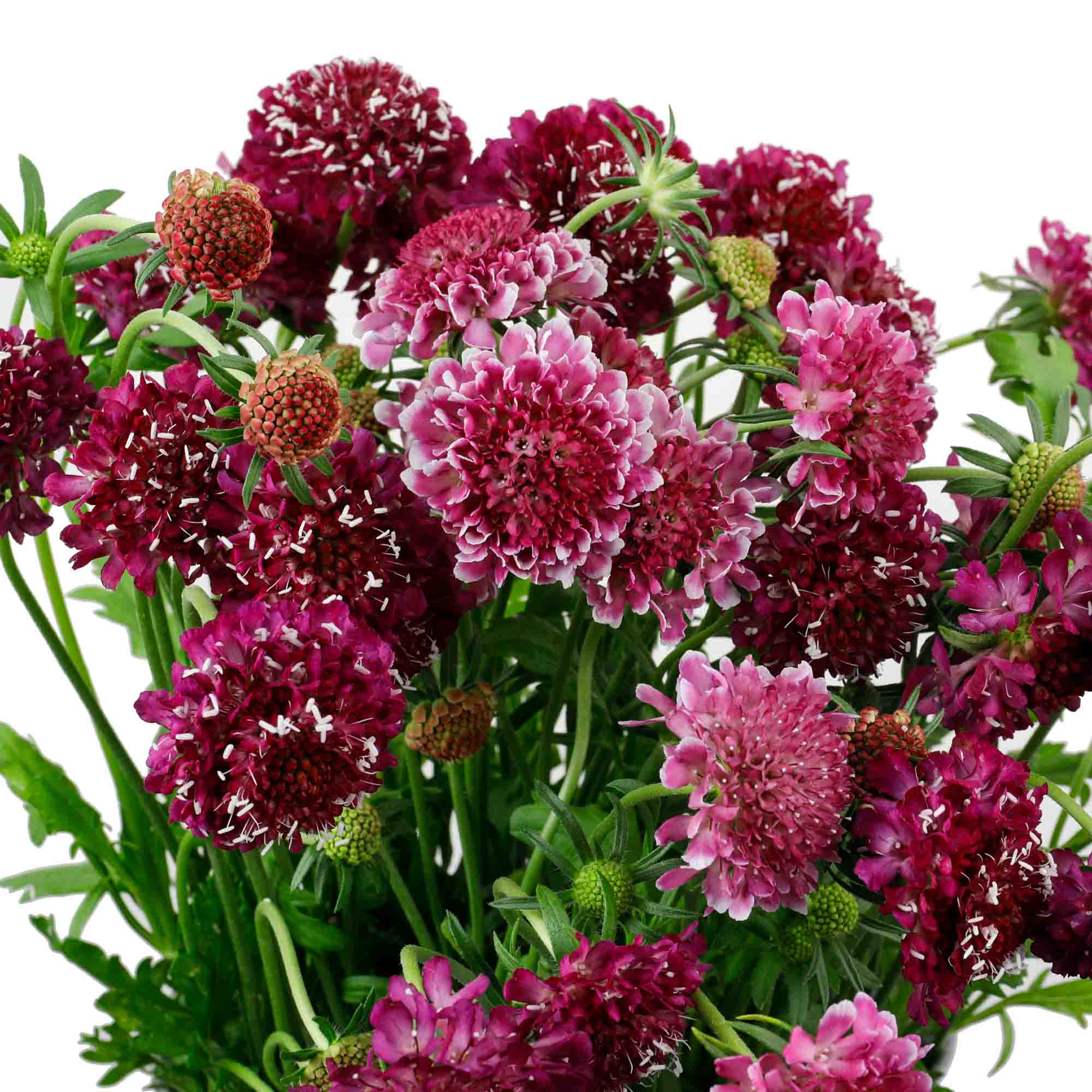 Scabieuse rose (10 tiges)
