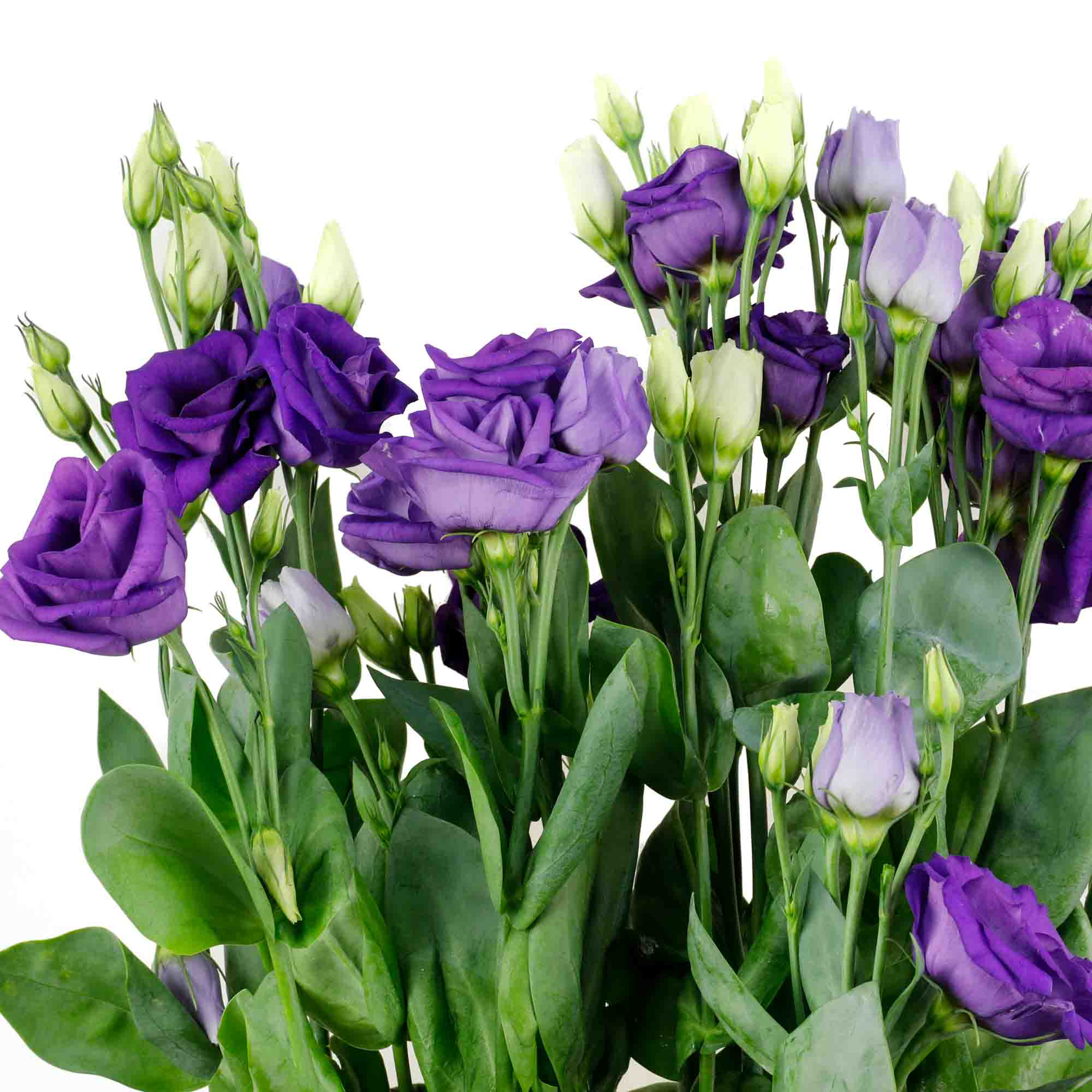 Lisianthus violet (10 tiges)