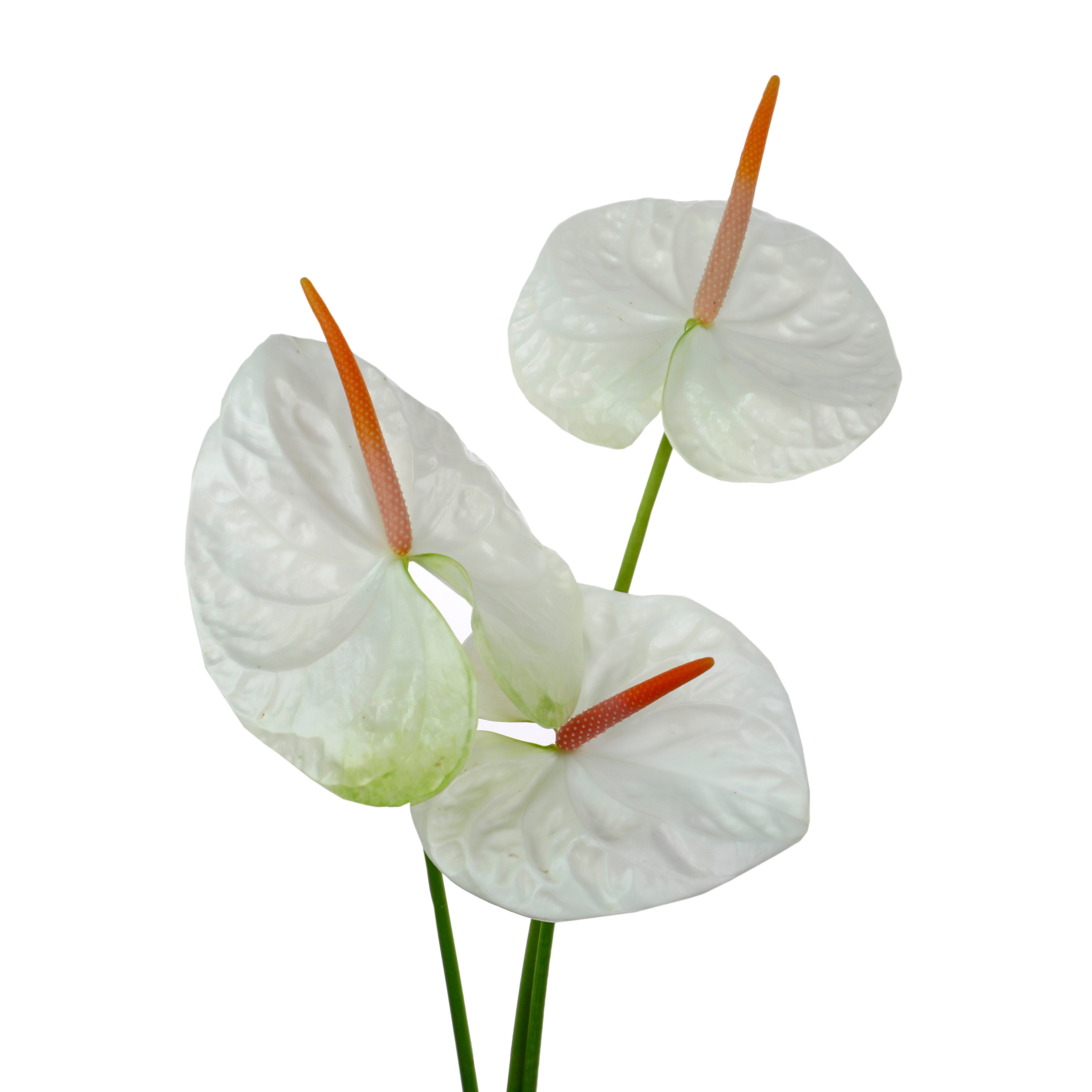 anthurium blanc Anthurium blanc (10 tiges)