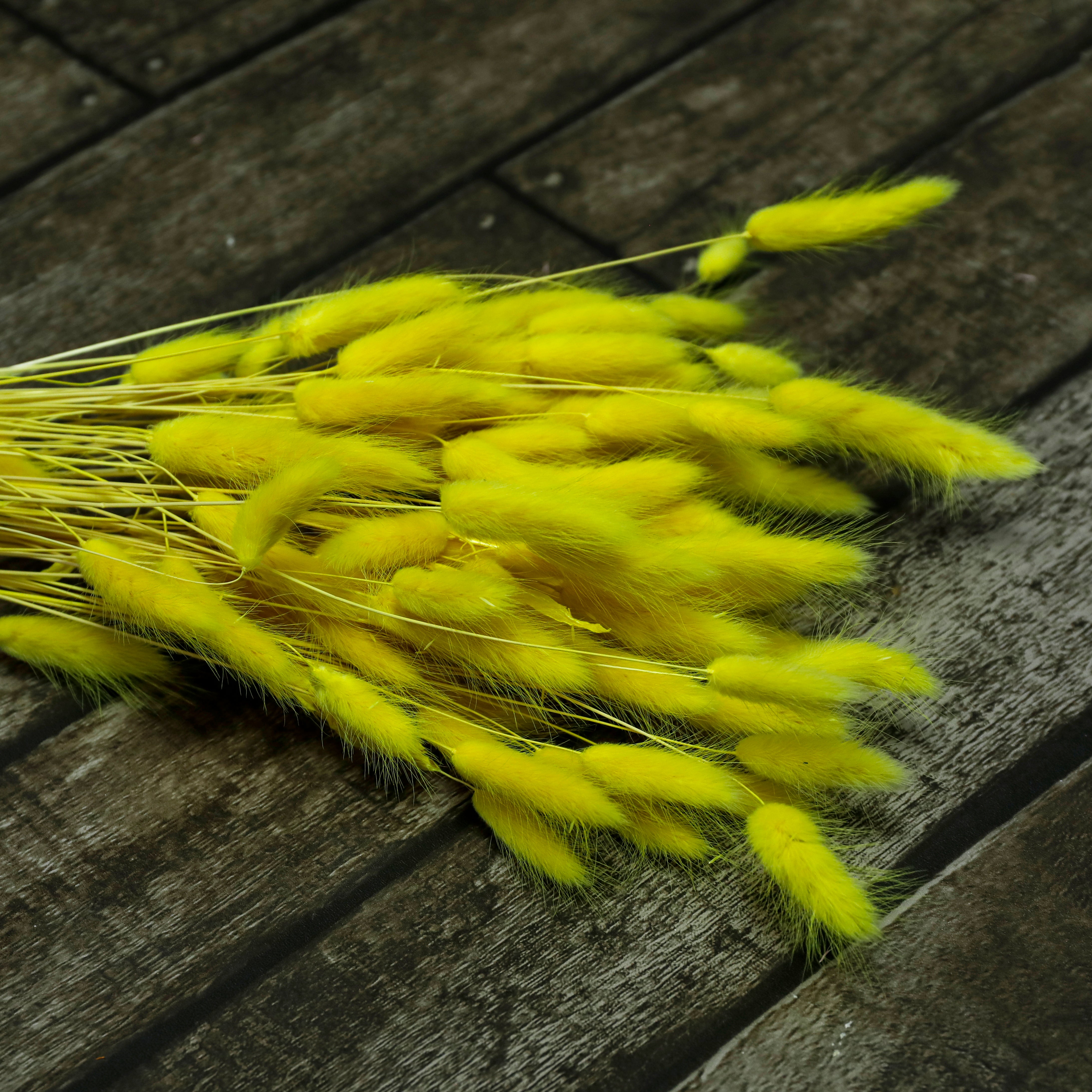Lagarus jaune (100g)
