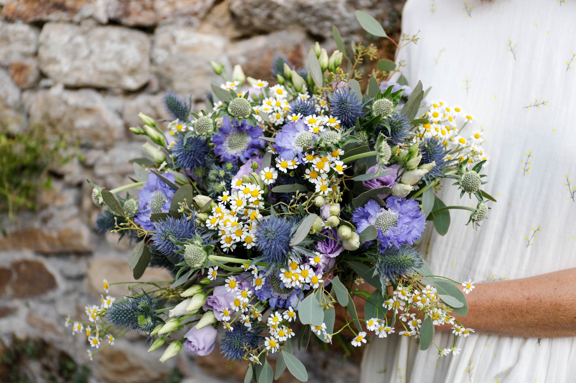 Scabieuse bleue (10 tiges)
