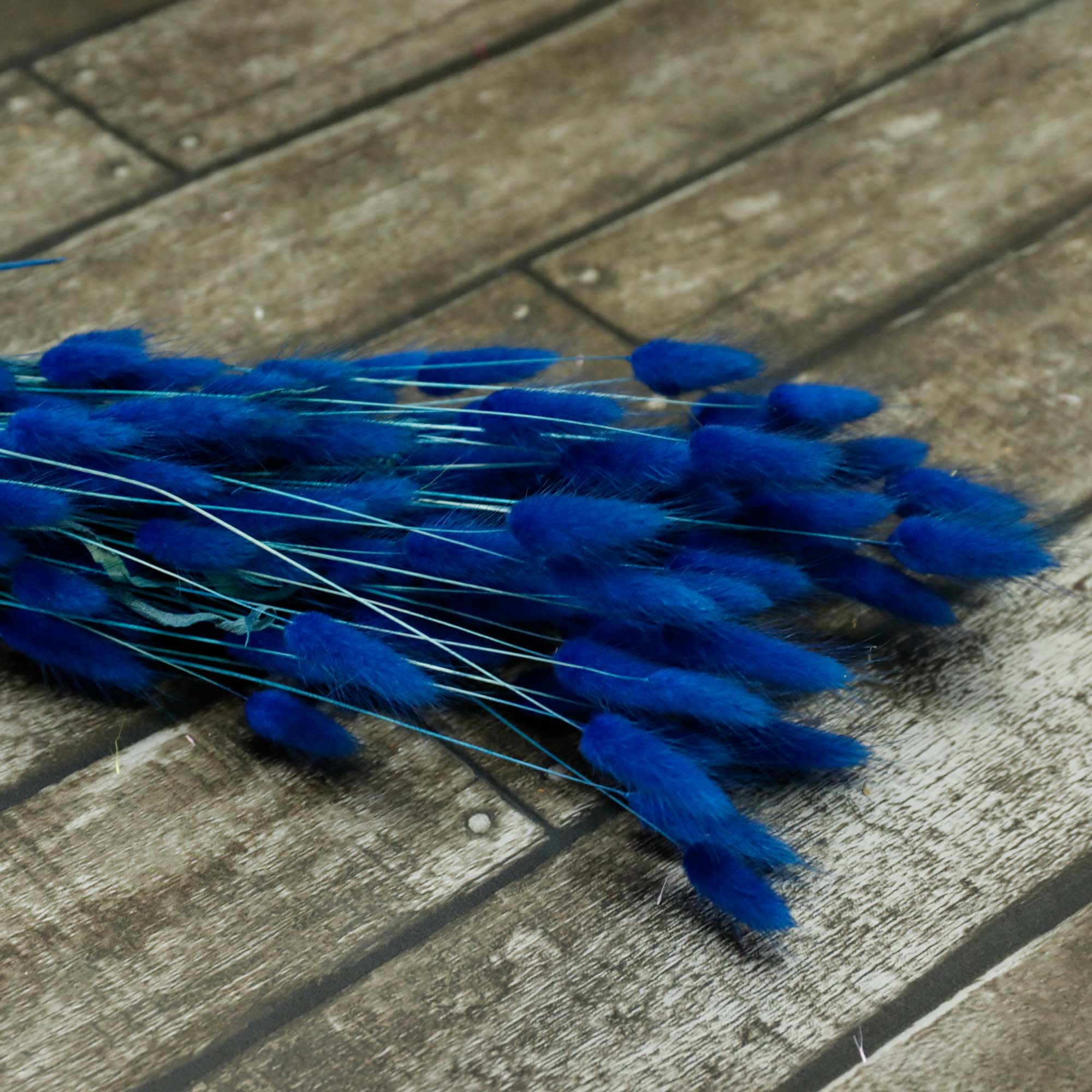 Lagarus bleu foncé (100g)