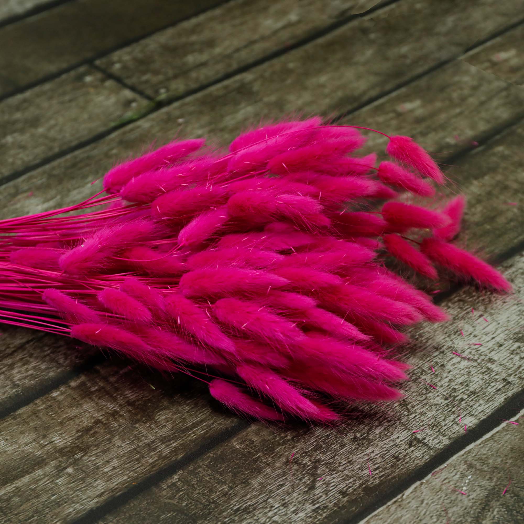 Lagarus fuchsia (100g)
