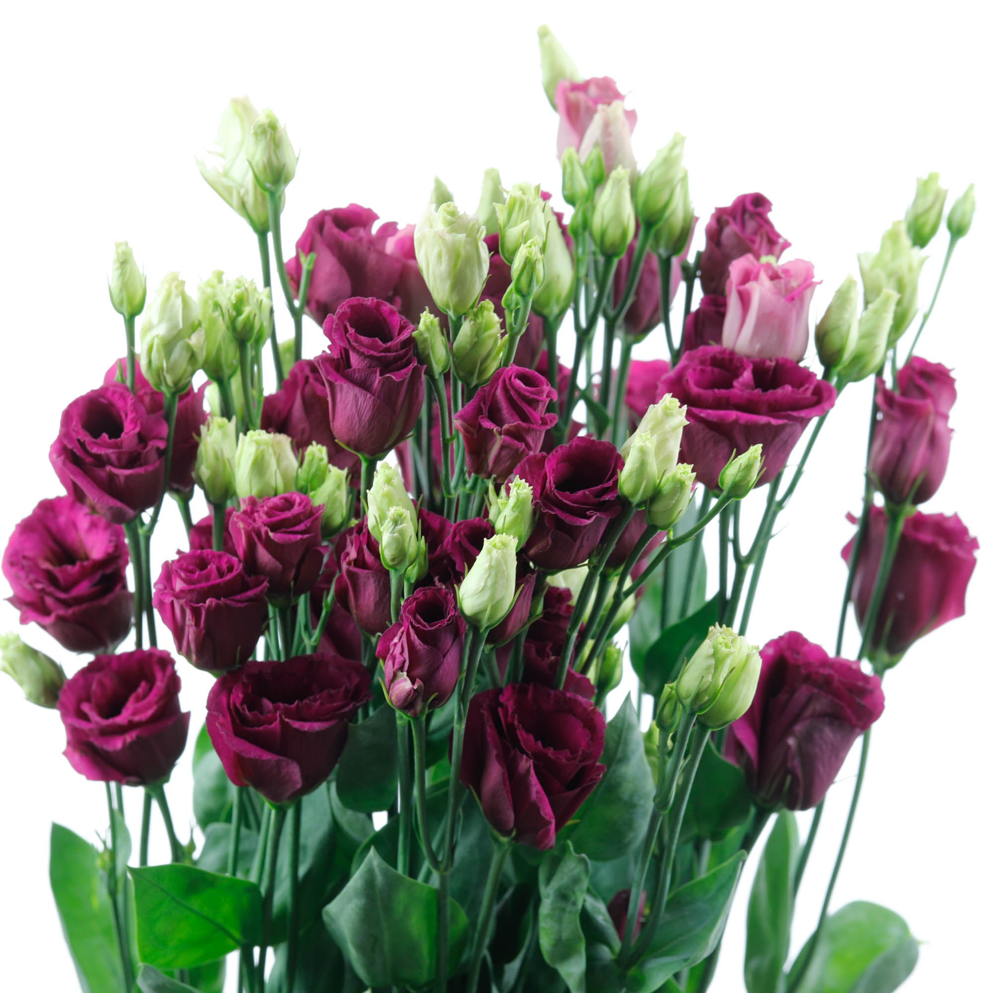 Lisianthus bordeaux (10 tiges)