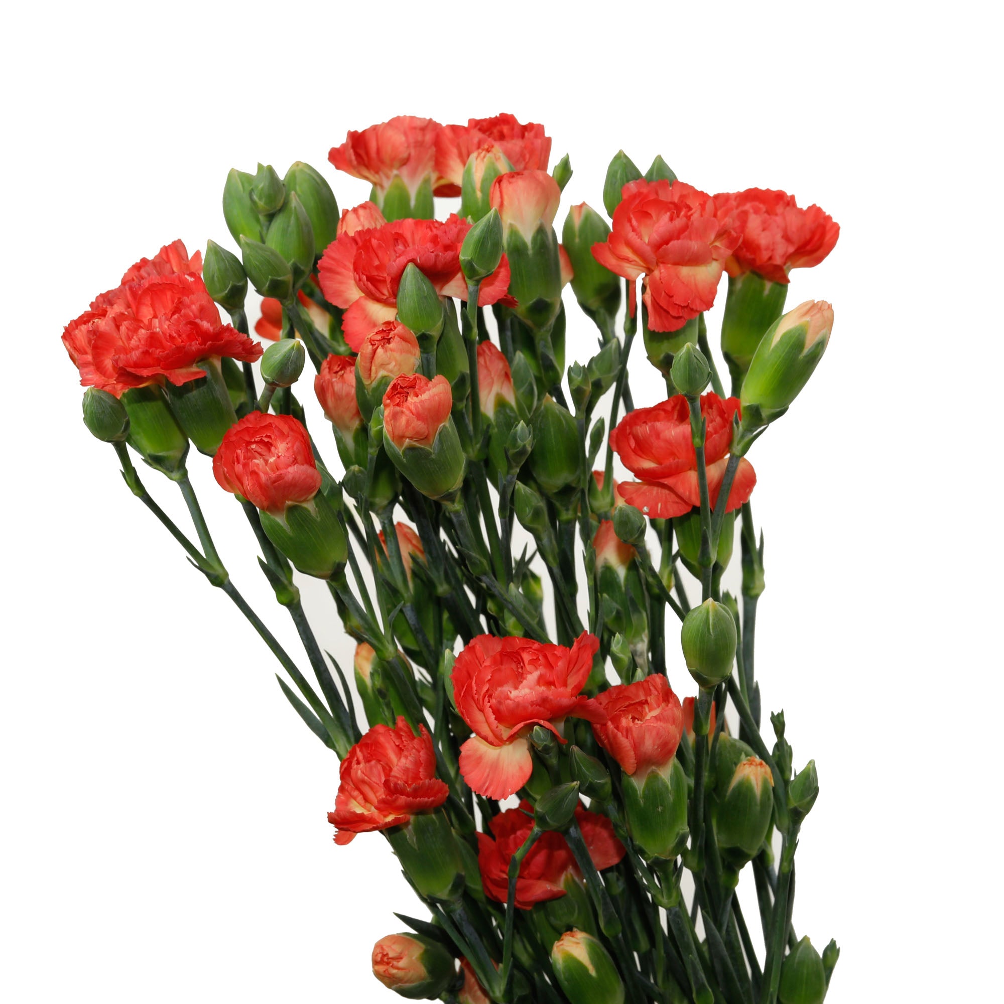 Mini Oeillet orange (10 tiges)