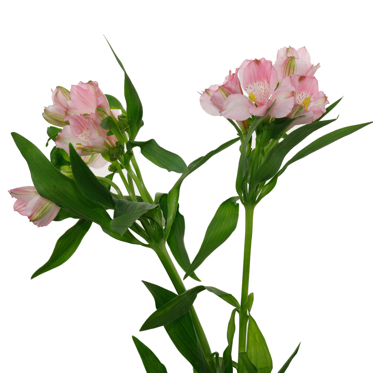 Alstroemeria rose pâle (10 tiges)