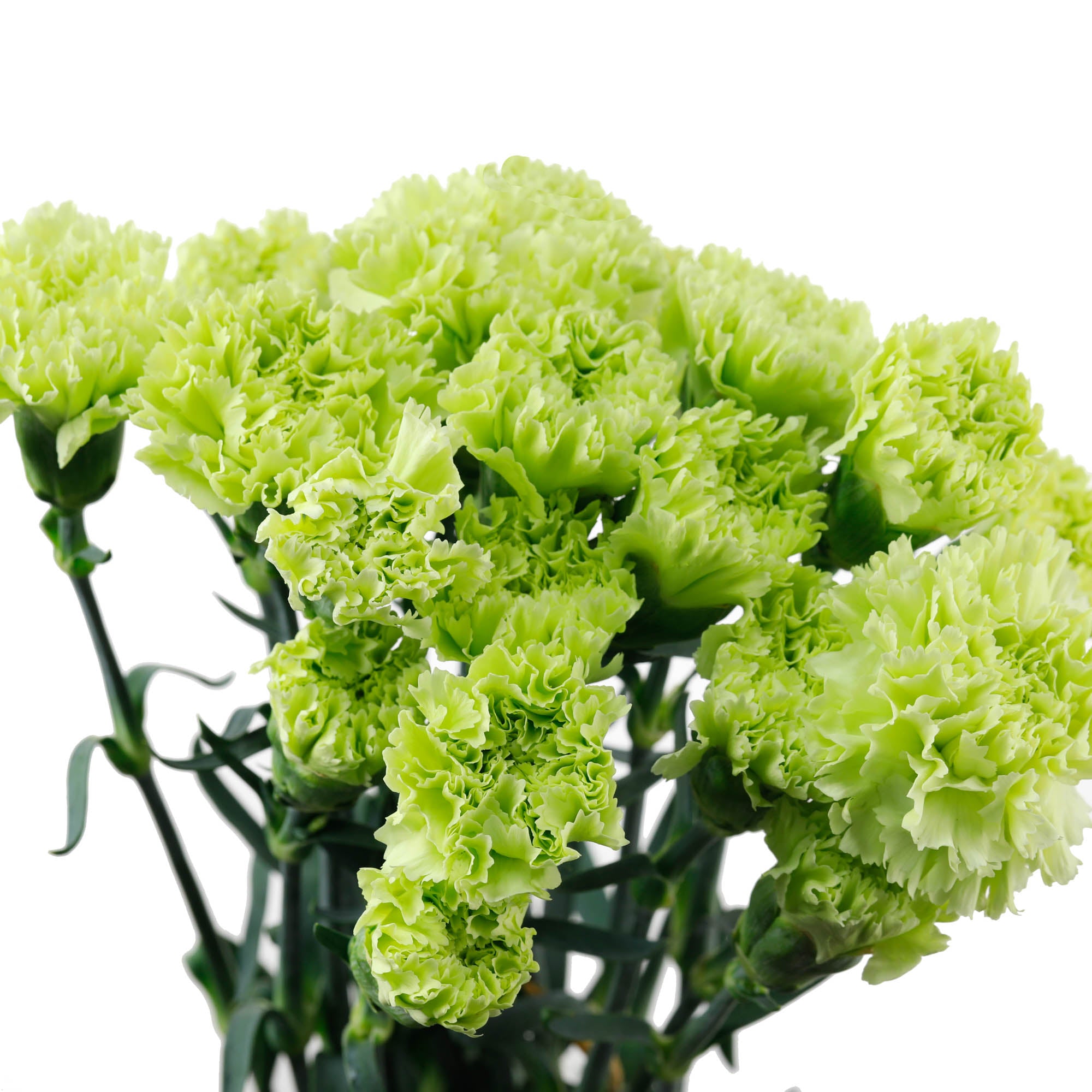 oeillet vert (20 tiges)