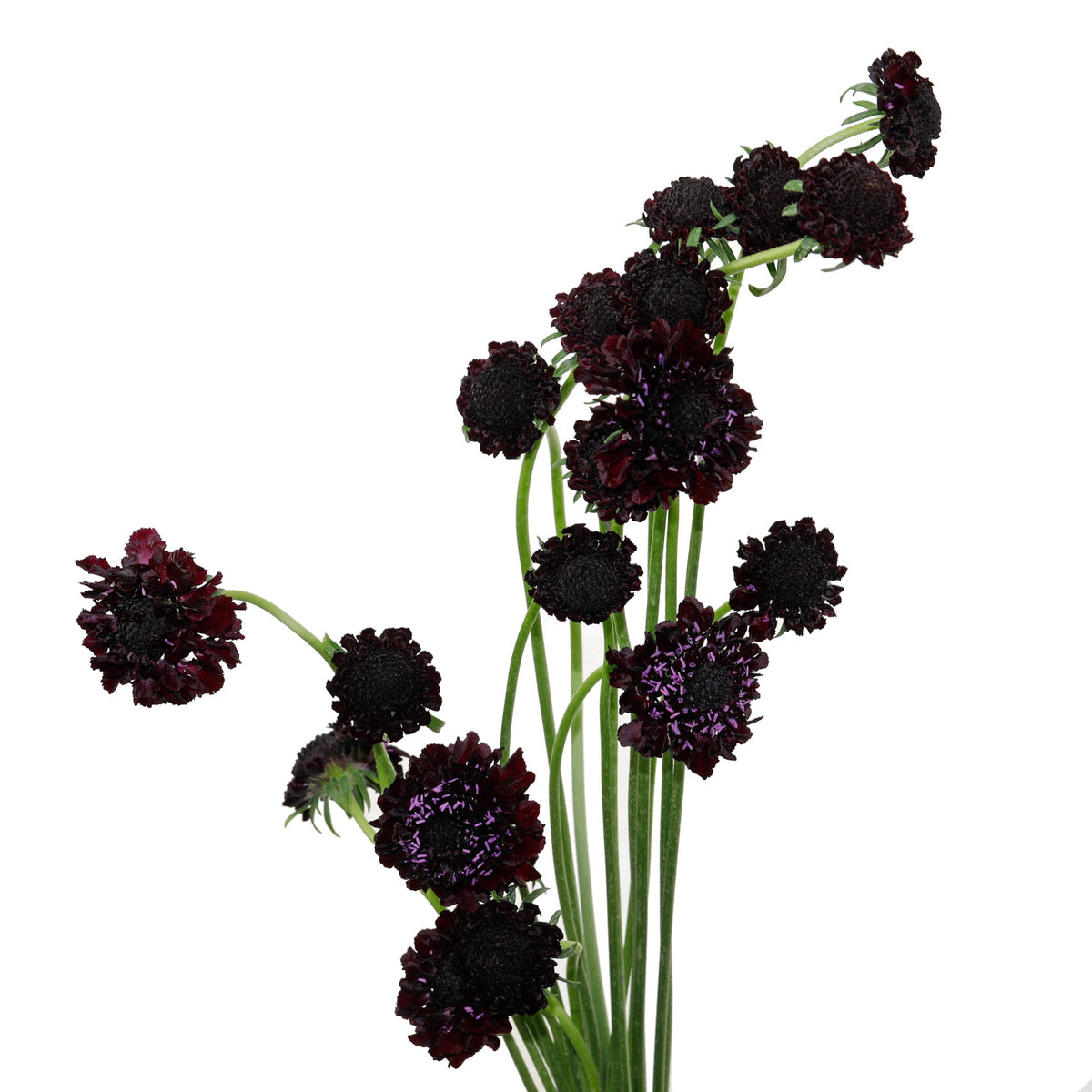 Scabieuse bordeaux (10 tiges)