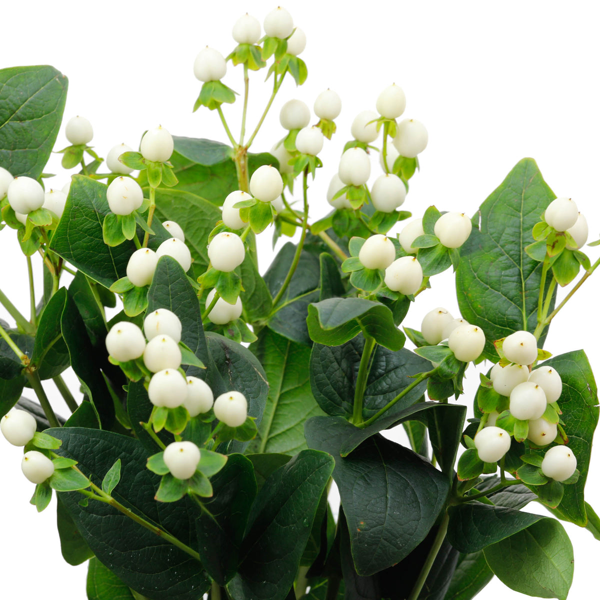 Hypericum blanc (10 tiges)