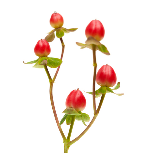 Hypericum Rouge Hypericum rouge (10 tiges)