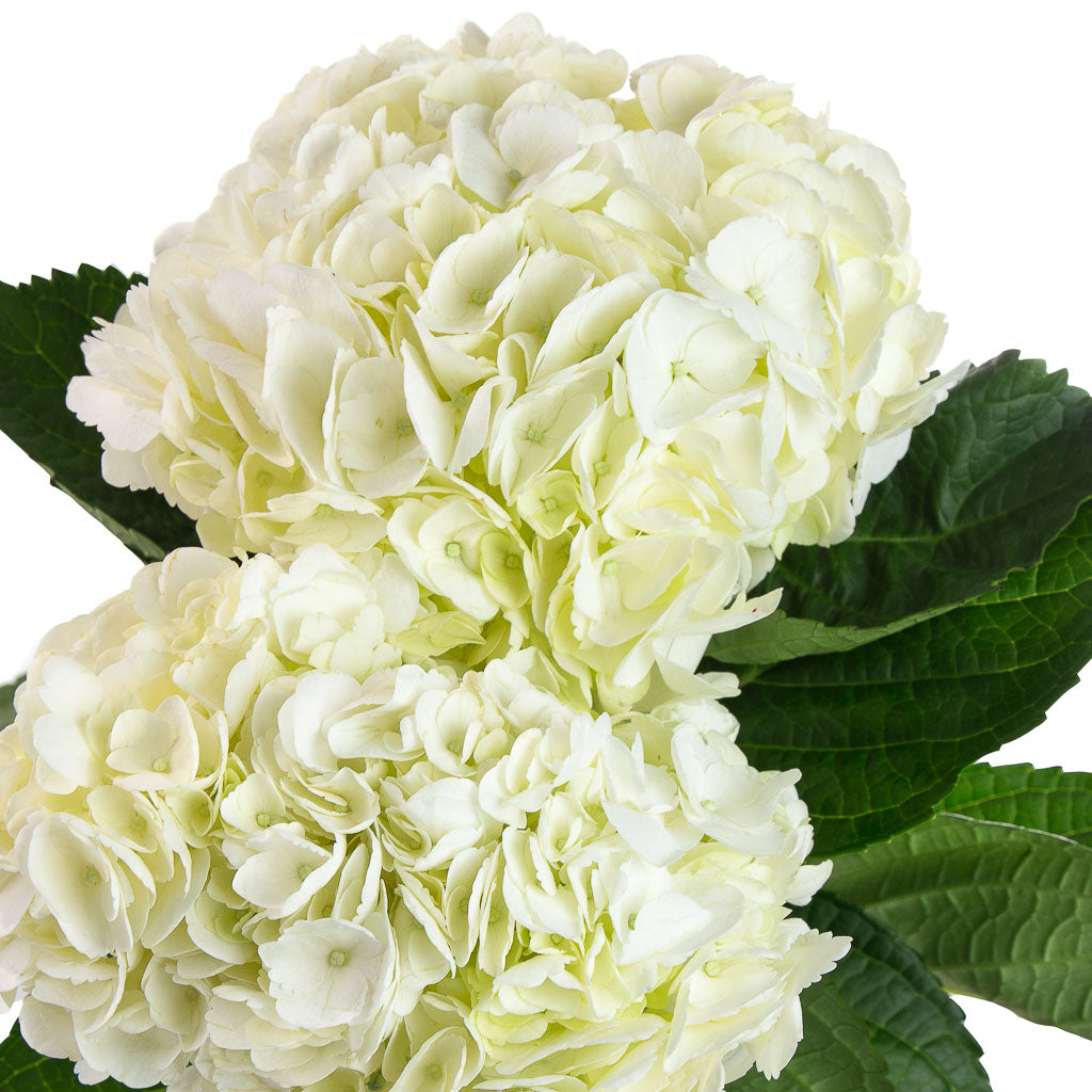 Hortensia blanc (5 tiges)