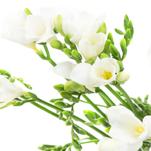 Freesia blanc (20 tiges)