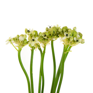 Ornithogalum Arabicum (10 tiges)