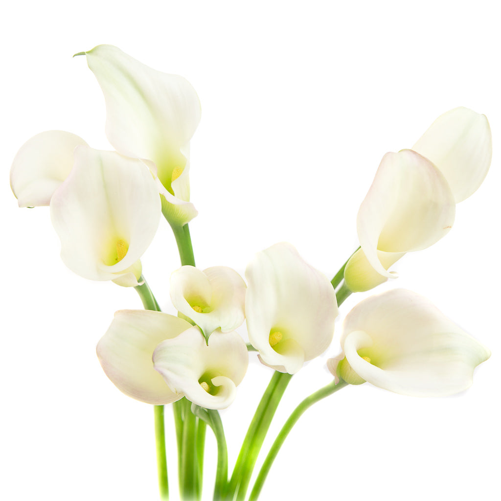Calla blanc (10 tiges)