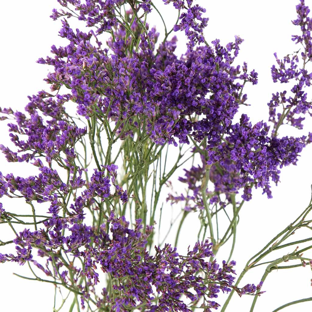 Limonium