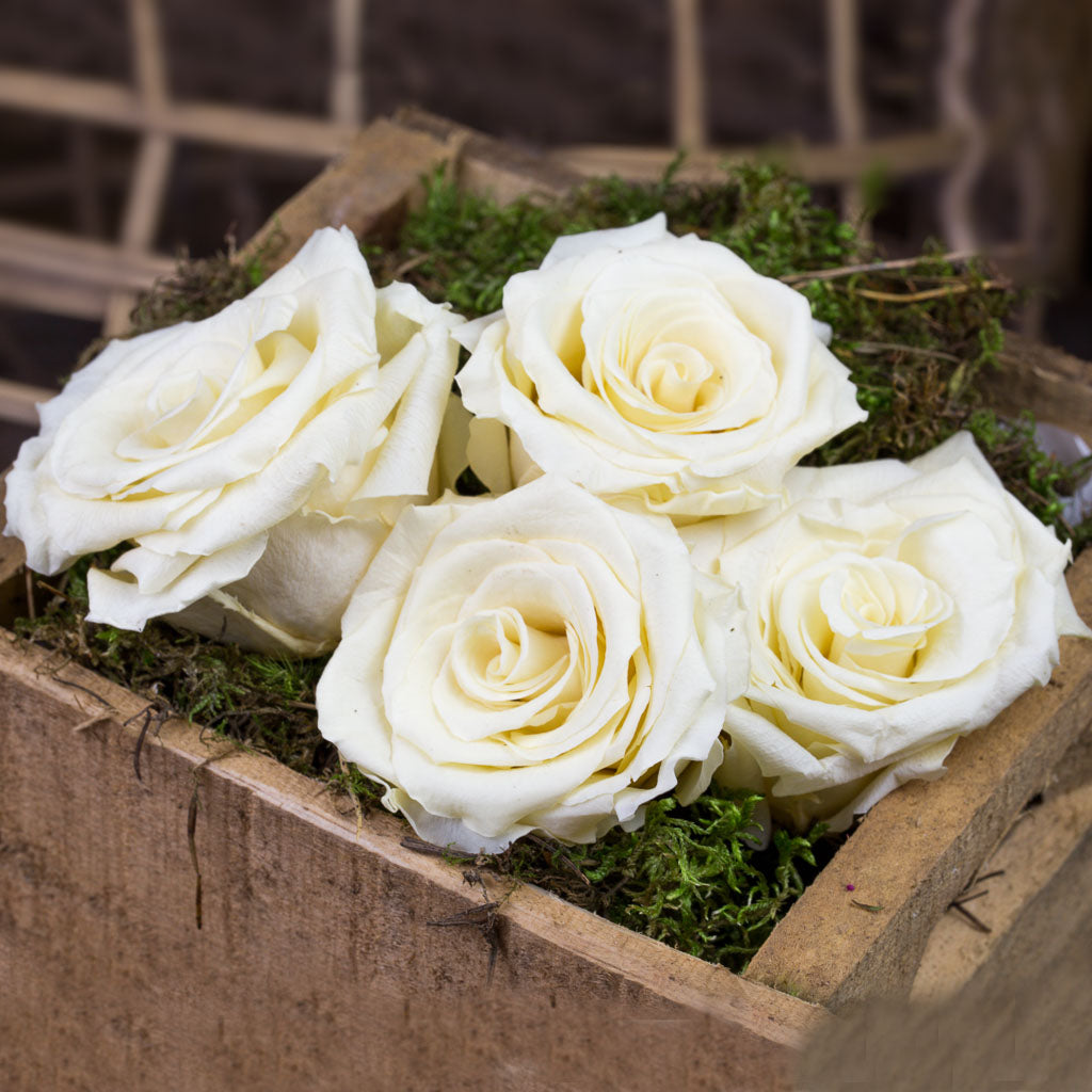 Roses naturelles stabilisées (par 6) - Atelier Rose Pivoine