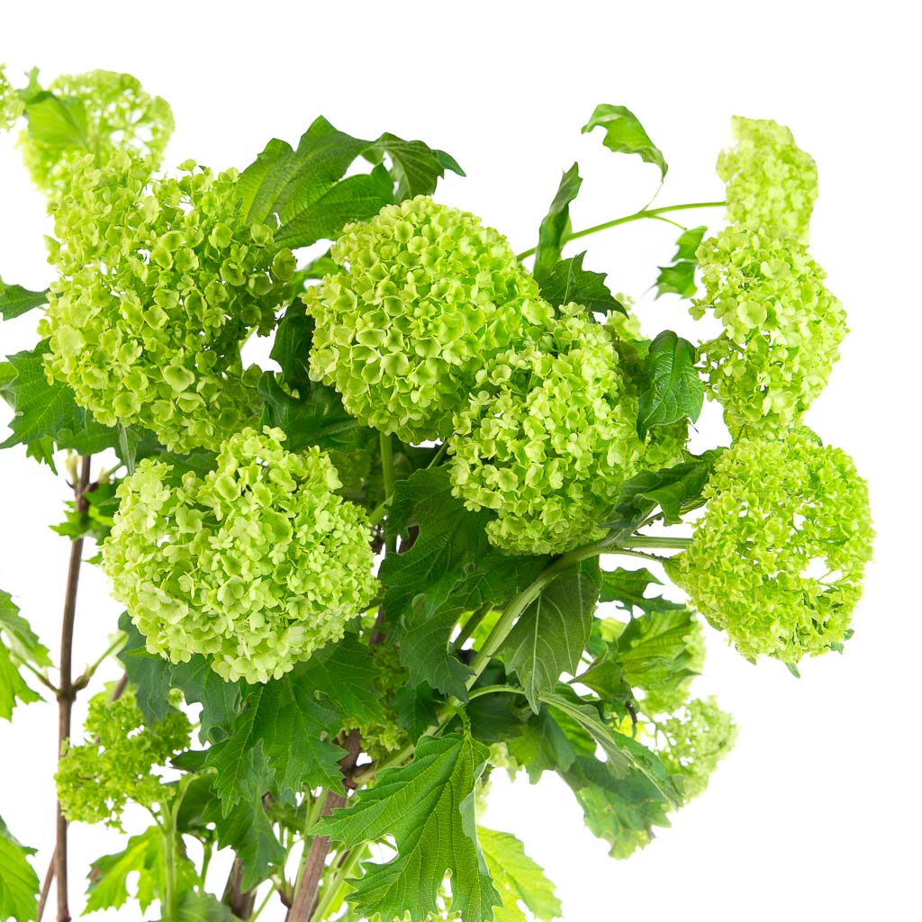 Viburnum