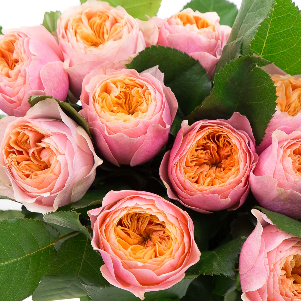 Rose Vuvuzela