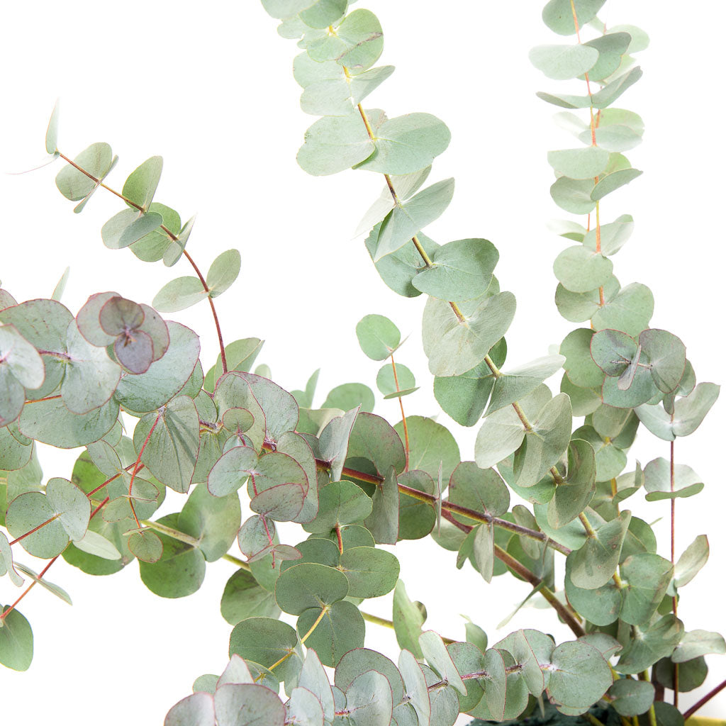 Glicrili Lot de 12 tiges de feuilles d'eucalyptus séchées mélangées –  Branches d'eucalyptus préservées, eucalyptus dollar argenté, bouquets