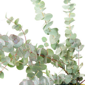 Eucalyptus Cinera