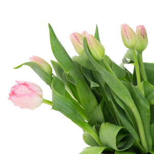 Tulipe rose (10 tiges)