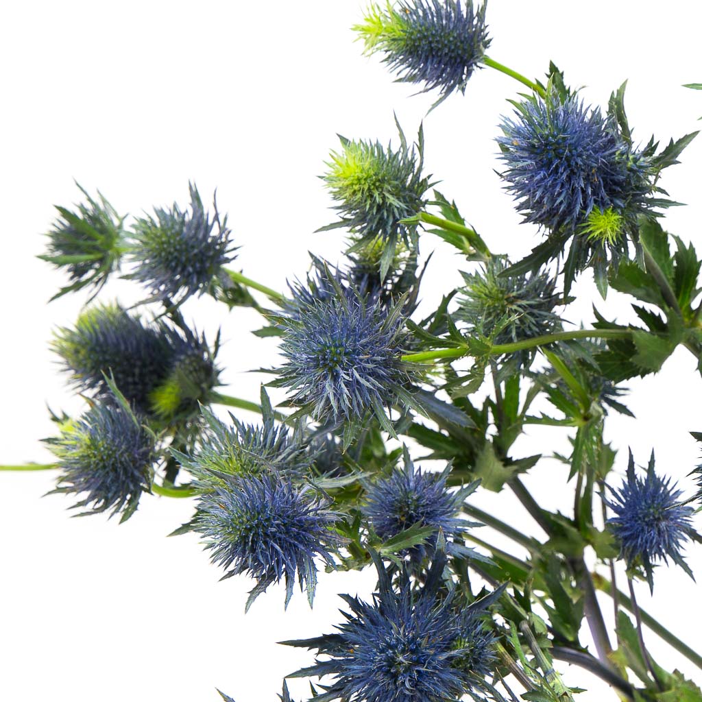 Chardon bleu (10 tiges)