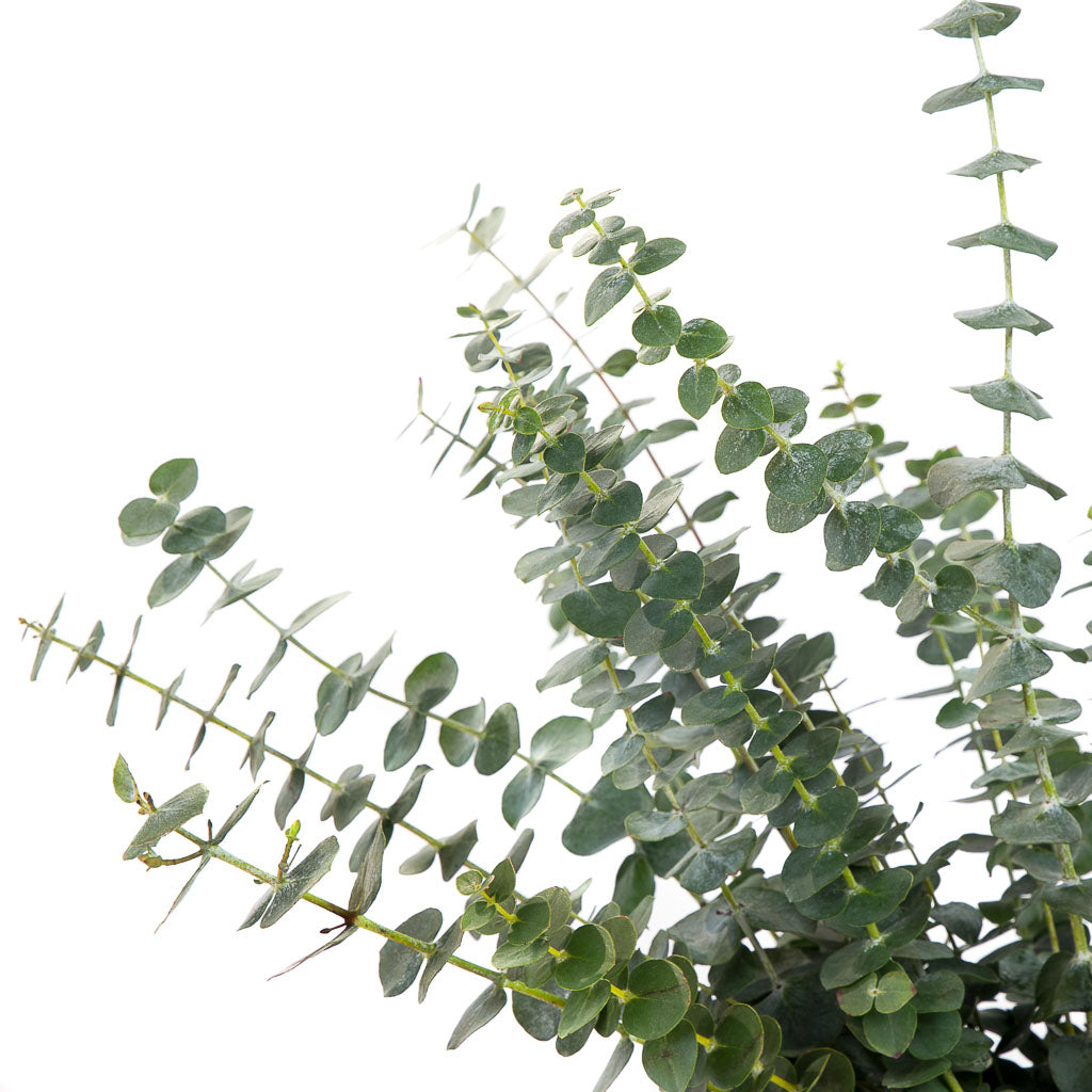 Eucalyptus baby blue